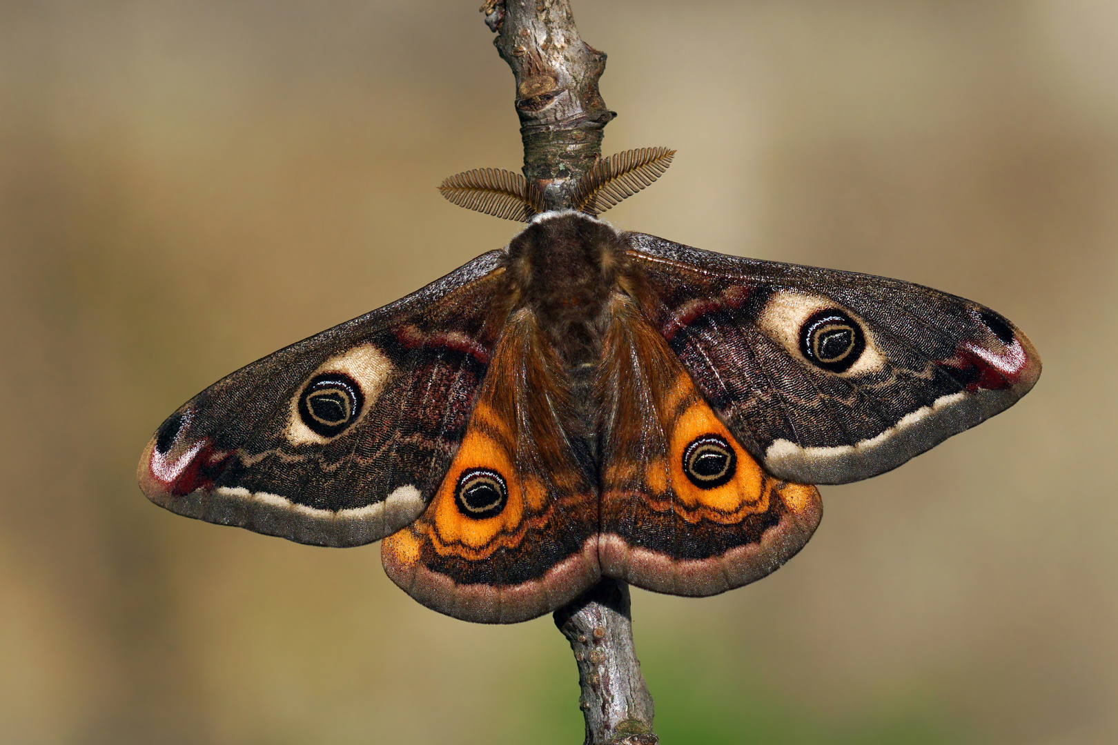 Schöne Augen der Nacht - Kleines Nachtpfauenauge -  (Saturnia pavonia) - Männchen