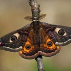 Schöne Augen der Nacht - Kleines Nachtpfauenauge -  (Saturnia pavonia) - Männchen