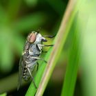 Schöne Augen - Gemeine Viehbremse 