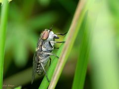 Schöne Augen - Gemeine Viehbremse 