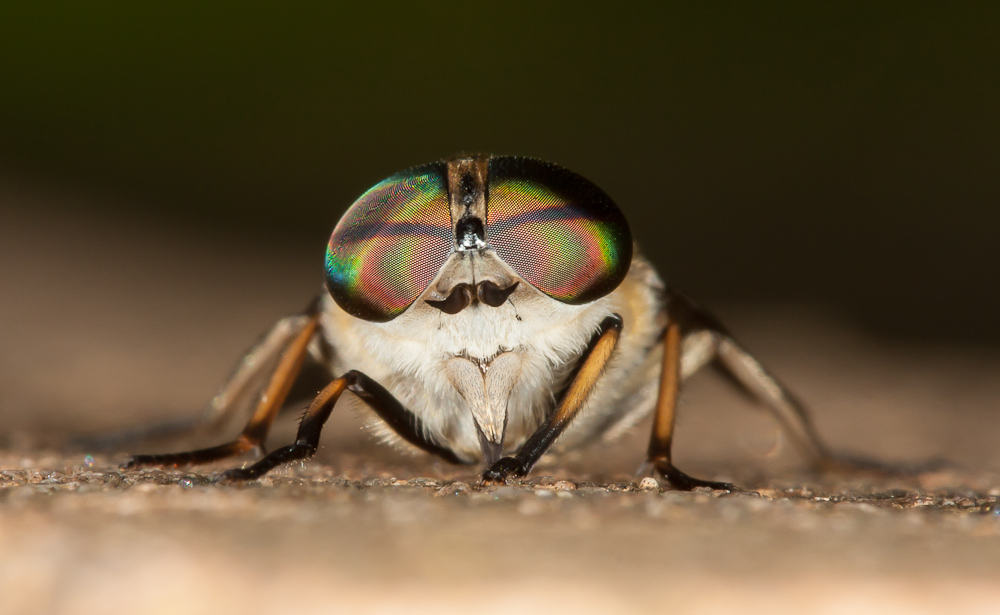 schöne Augen können täuschen...