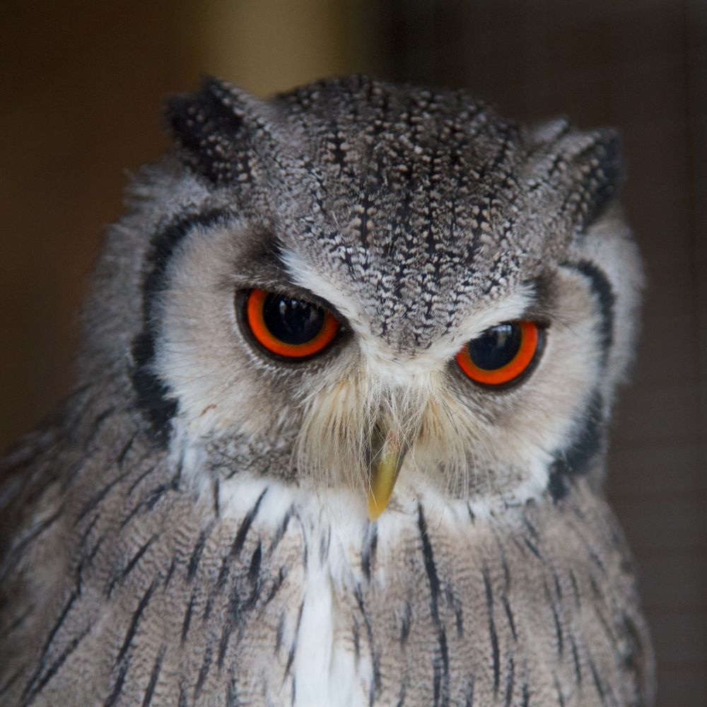 Schöne augen von der Eule Foto & Bild | tiere, zoo, wildpark