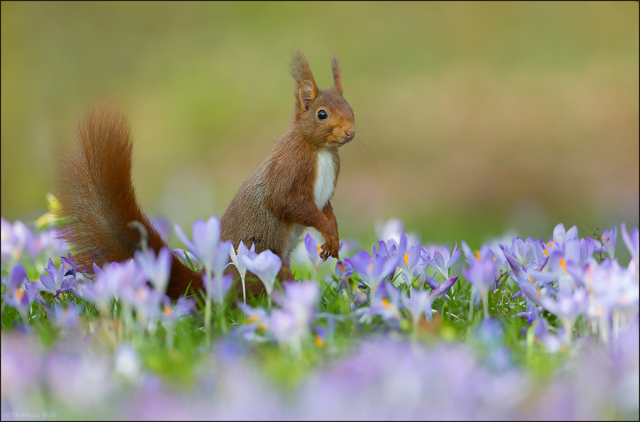 [ schöne Aussicht ] Foto & Bild eichhörnchen, frühling, natur Bilder