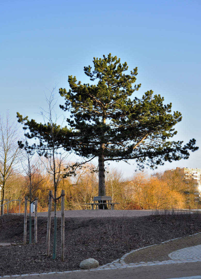 Schöne Aussicht am Appelhoffweiher in Hamburg