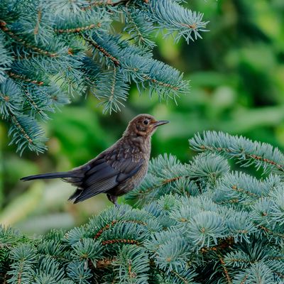 Schöne Aussicht, Amsel