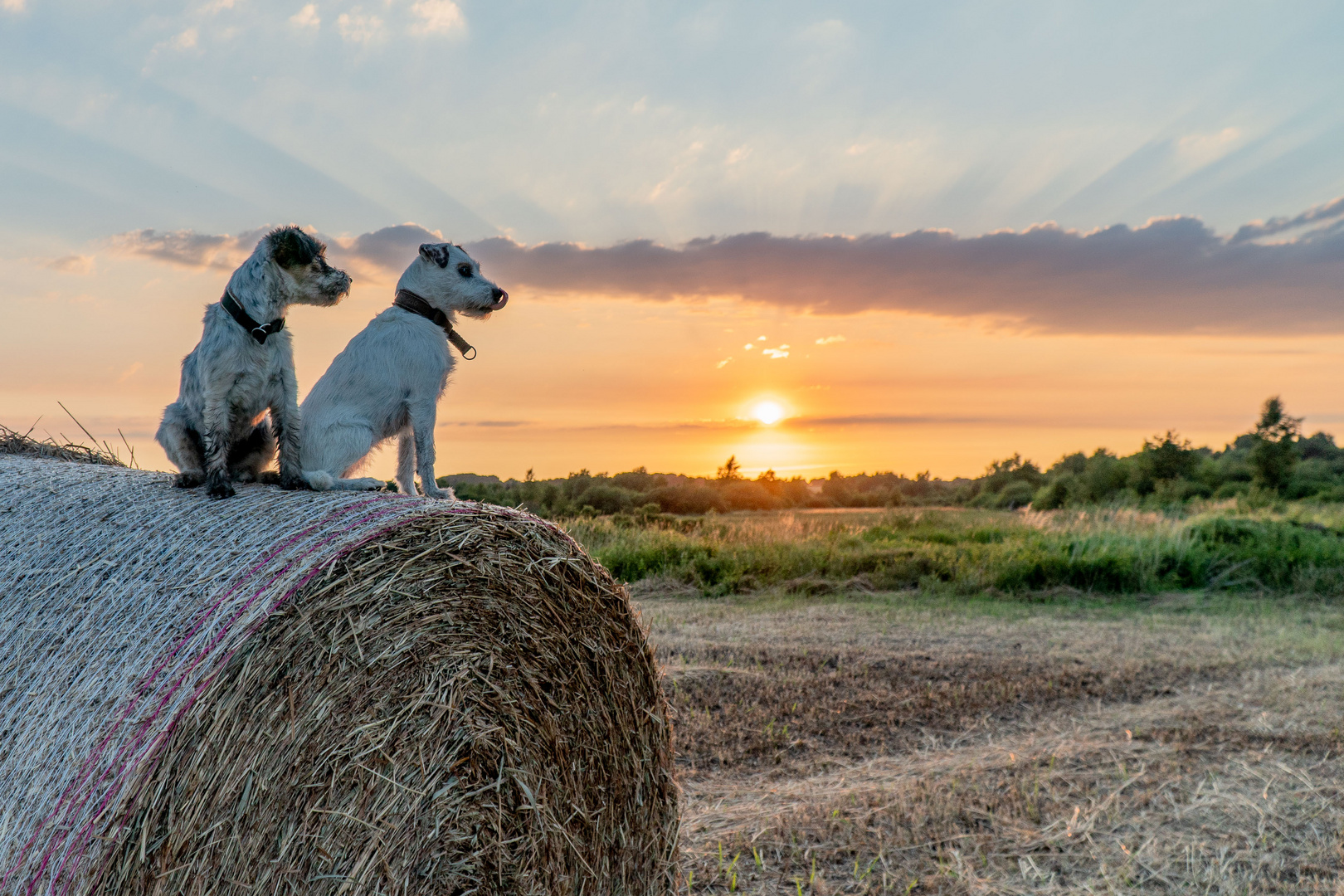 Schone Aussicht Foto Bild Tiere Hunde Natur Bilder Auf Fotocommunity