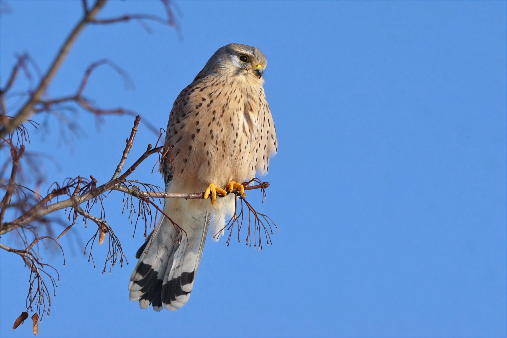 Schöne Aussicht  für den Turmfalken (Falco tinnunculus)