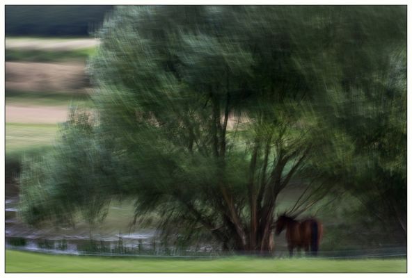Schöne Aussicht für ein Pferd