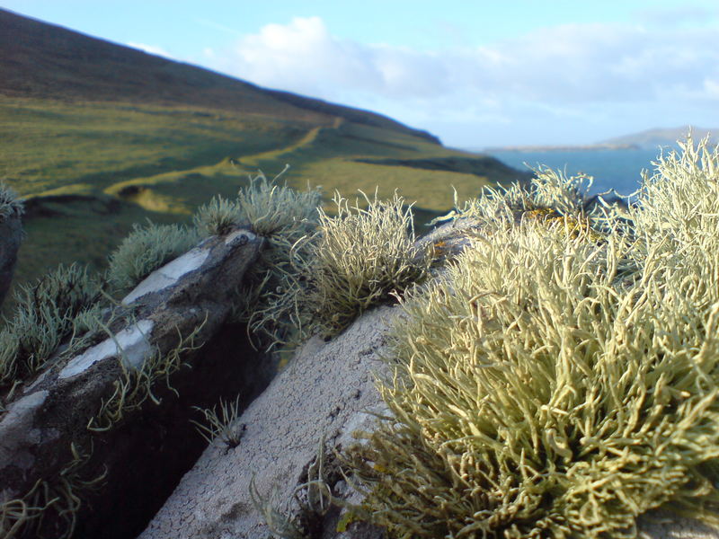 Schöne Aussicht über Flechten - Com Dhinéol, Irland