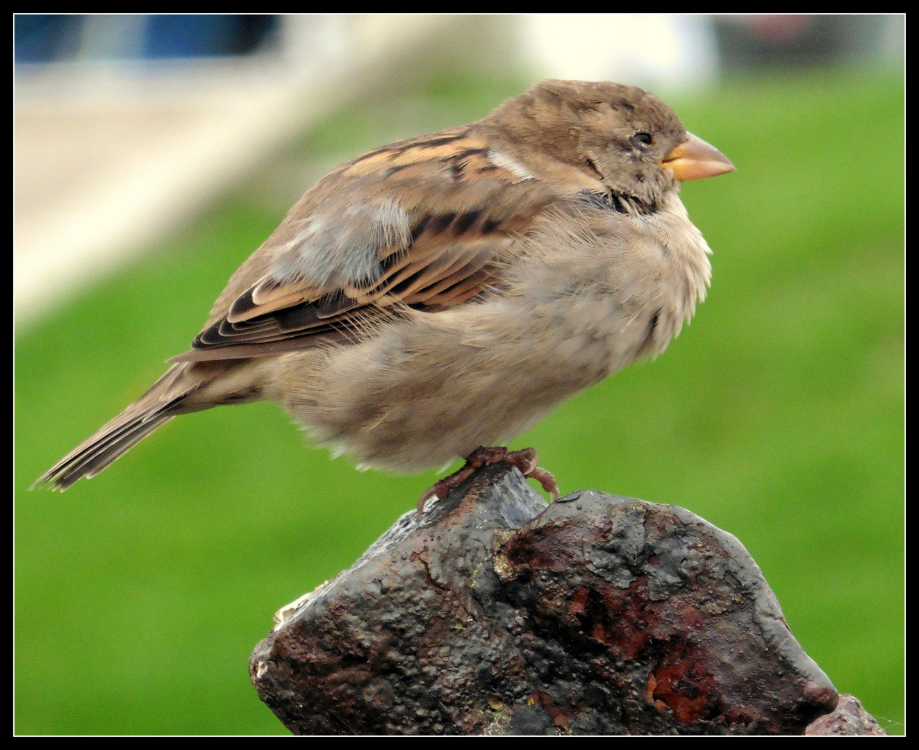 -Schöne Aussicht...der junge Spatz-