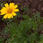 Schöne Bärenkamille (Ursinia speciosa)