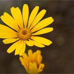 Schöne Bärenkamille (Ursinia speciosa)..