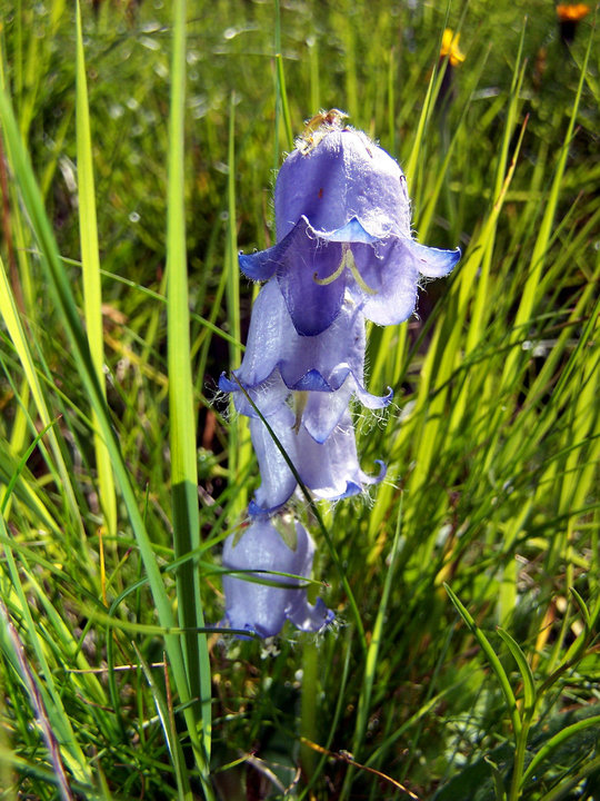 Schöne - Bärtige Glockenblume - Aufnahme. China. Tibet