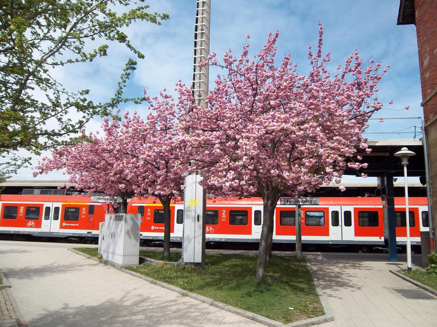 Schöne Bäume am Bahnhof in Herrenberg