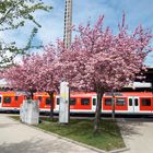 Schöne Bäume am Bahnhof in Herrenberg