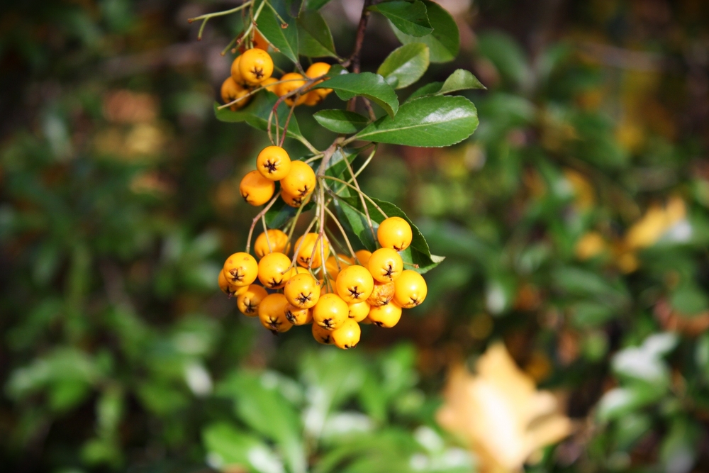 schöne Beeren