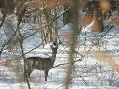 Schöne Begegnung im Wald