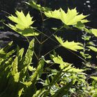 Schöne Beleuchtung durch die Sonne