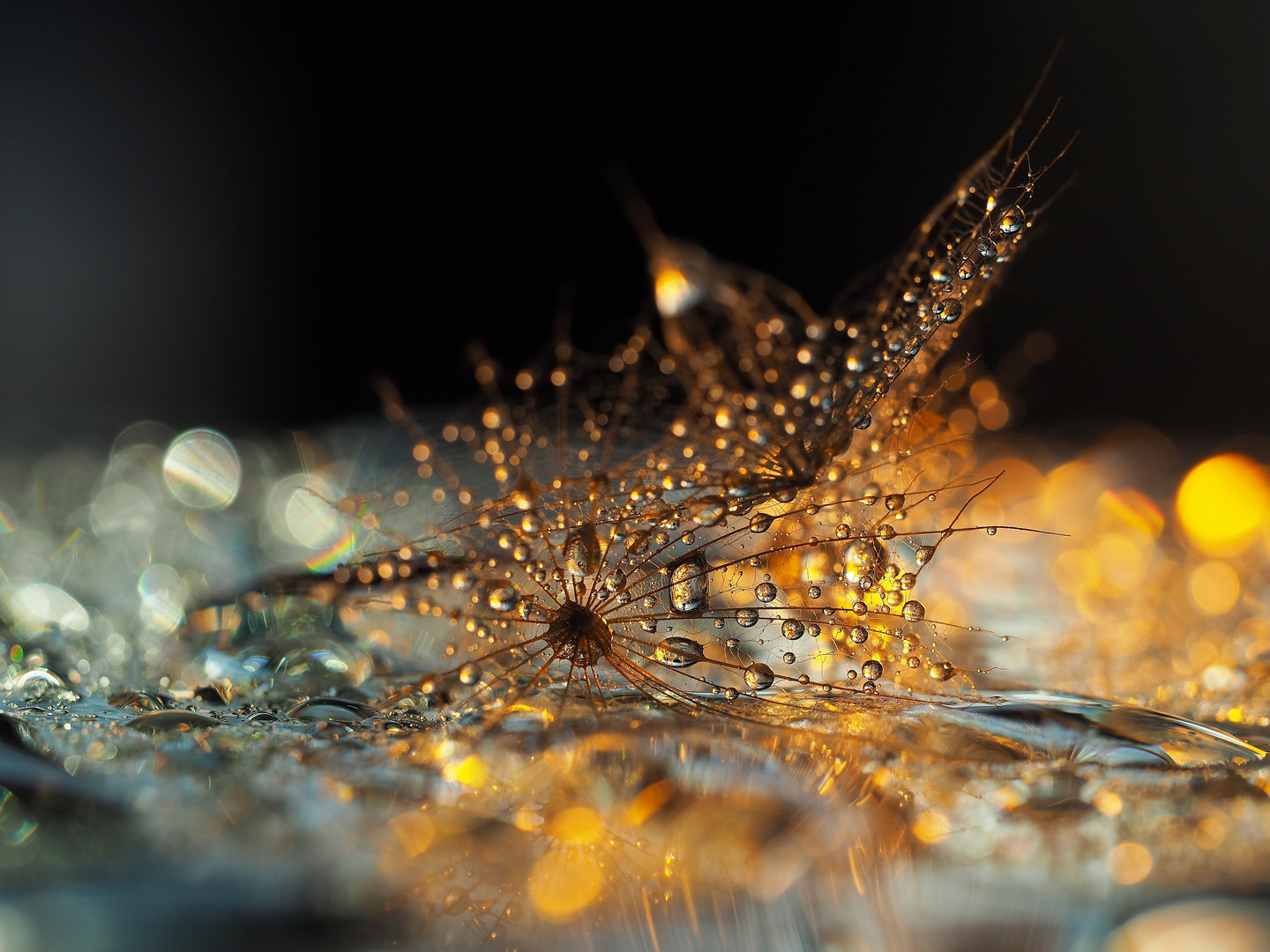 "Schöne Bescherung" Foto & Bild weihnachten, makro, natur Bilder auf