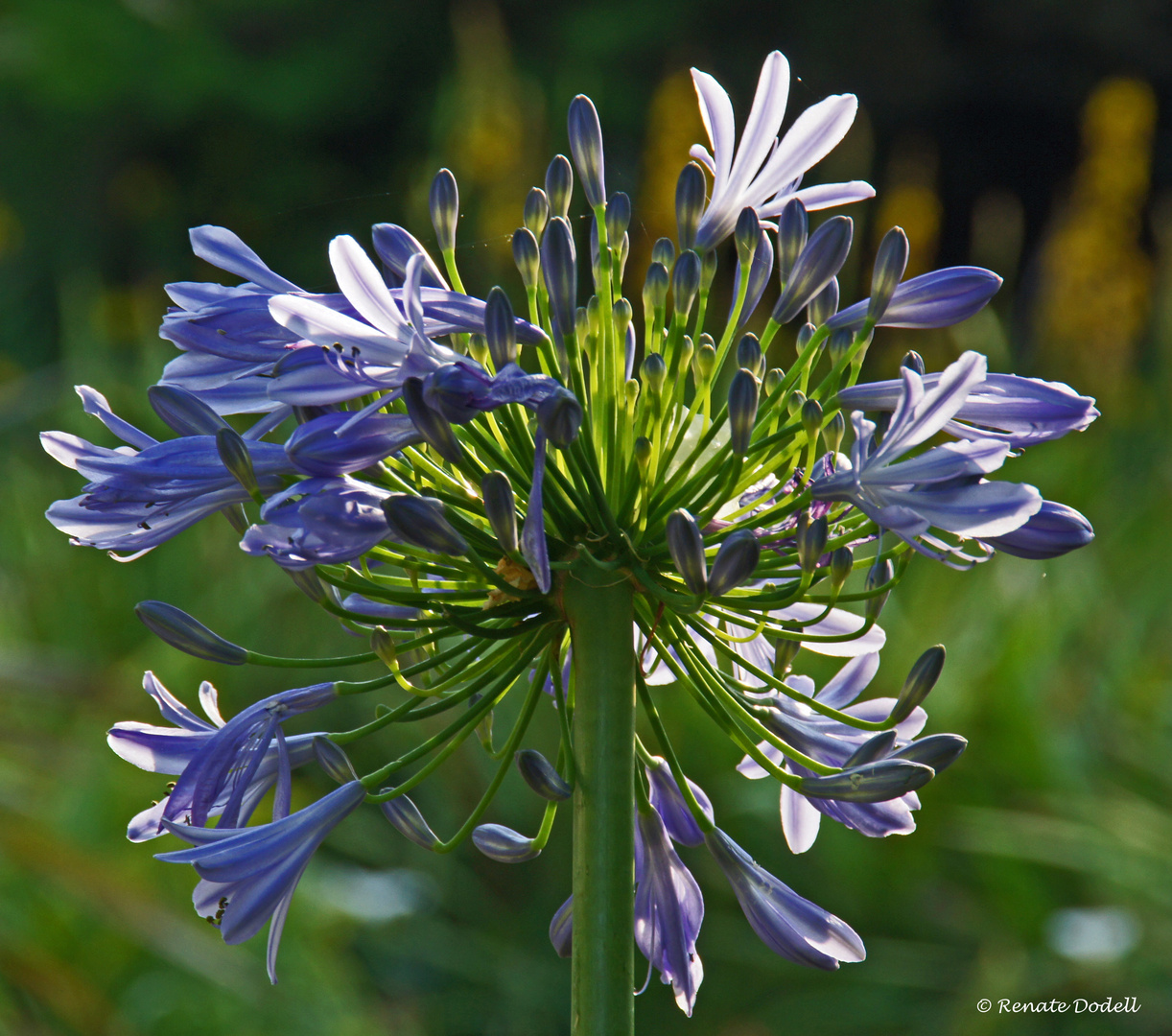 Schöne Blaue