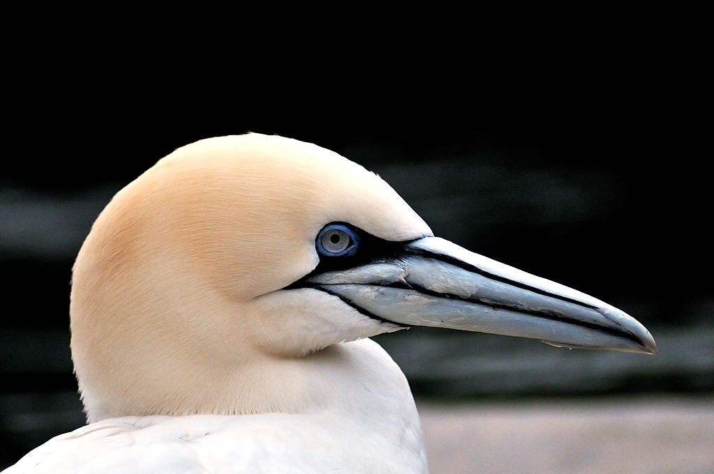 schöne blaue Augen