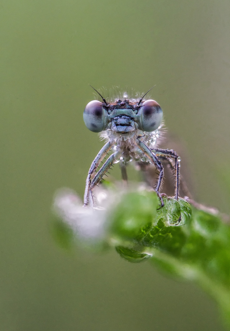 Schone Blaue Augen Foto Bild Tiere Wildlife Libellen Bilder Auf Fotocommunity