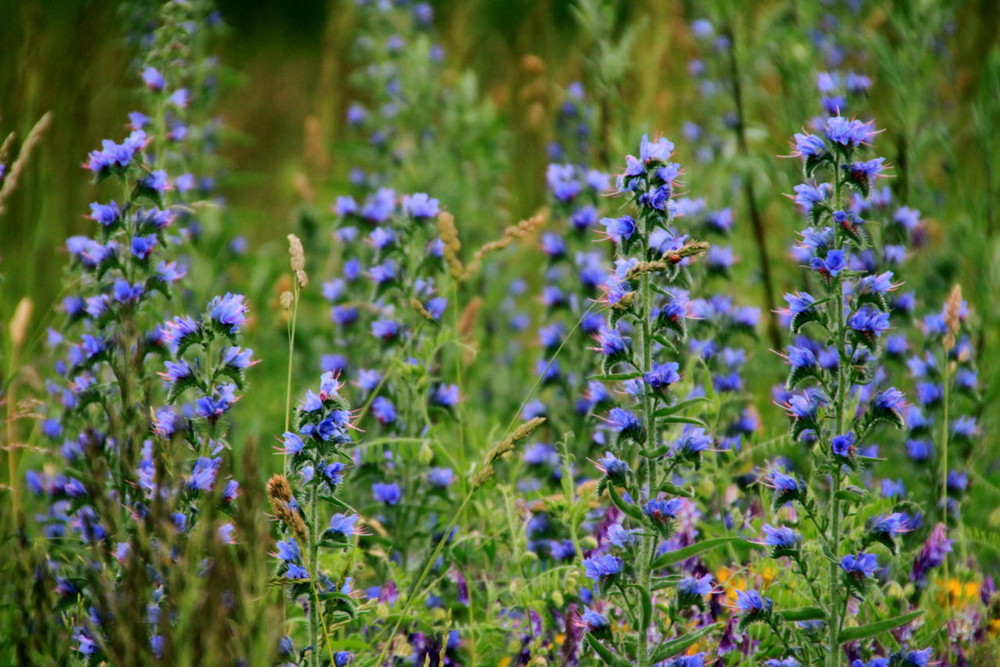 Schöne blaue Blümchen...