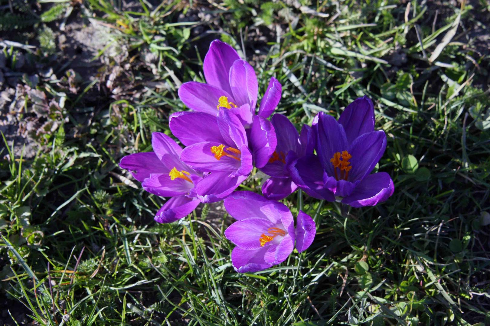 Schöne blaue Blütenpracht