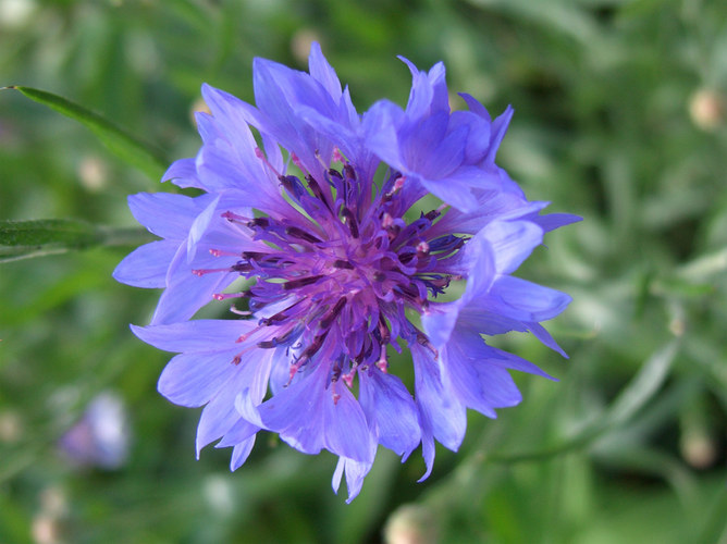 Schöne Blaue Blume!