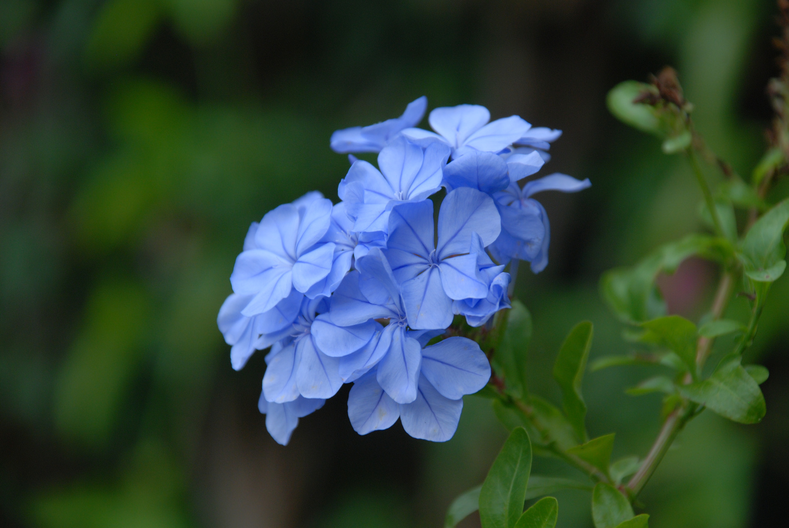 Schöne Blaue Blume oder sowas