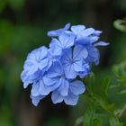 Schöne Blaue Blume oder sowas