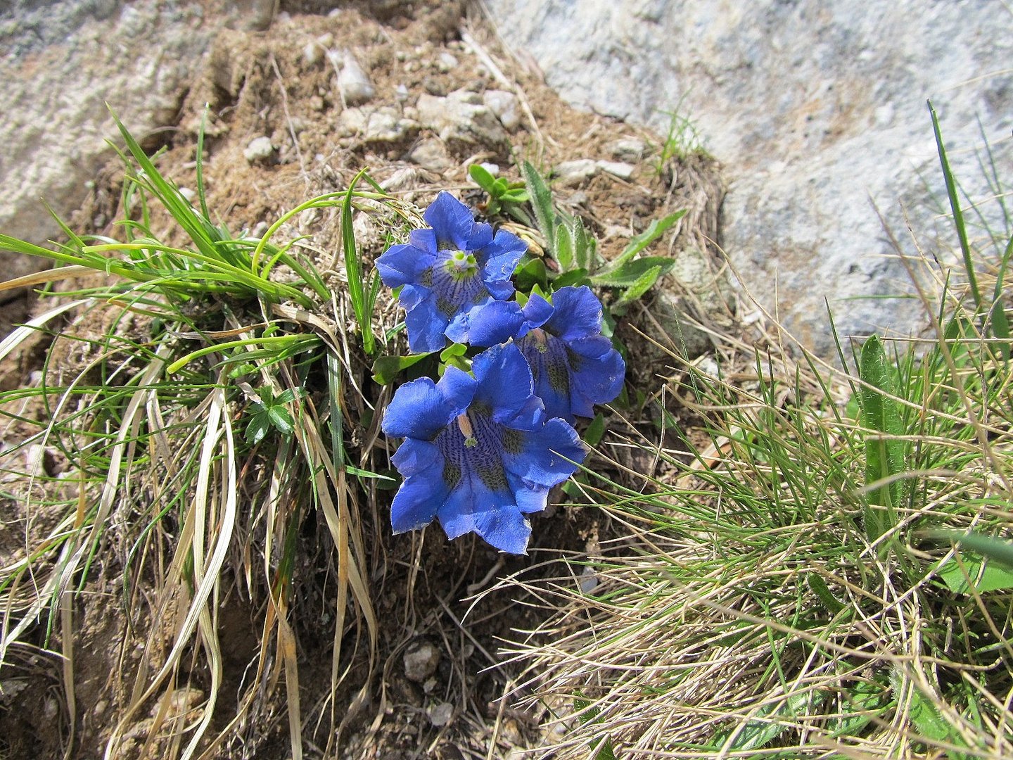 Schöne blaue Enziane