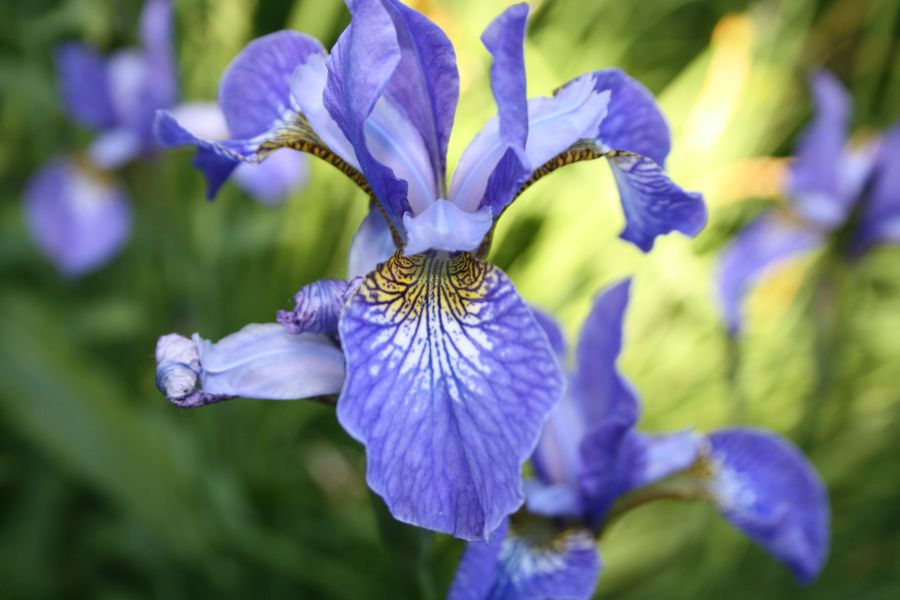 schöne blaue Iris