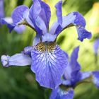 schöne blaue Iris