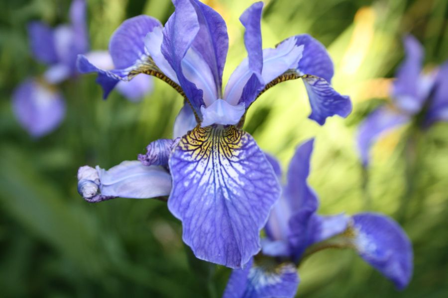 schöne blaue Iris Foto & Bild pflanzen, pilze & flechten, natur