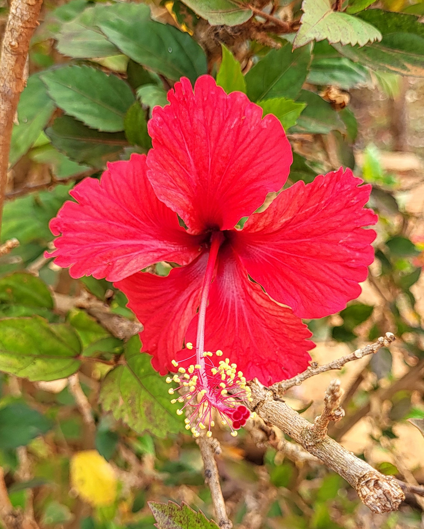 schöne Blühte gesehen in Cuba