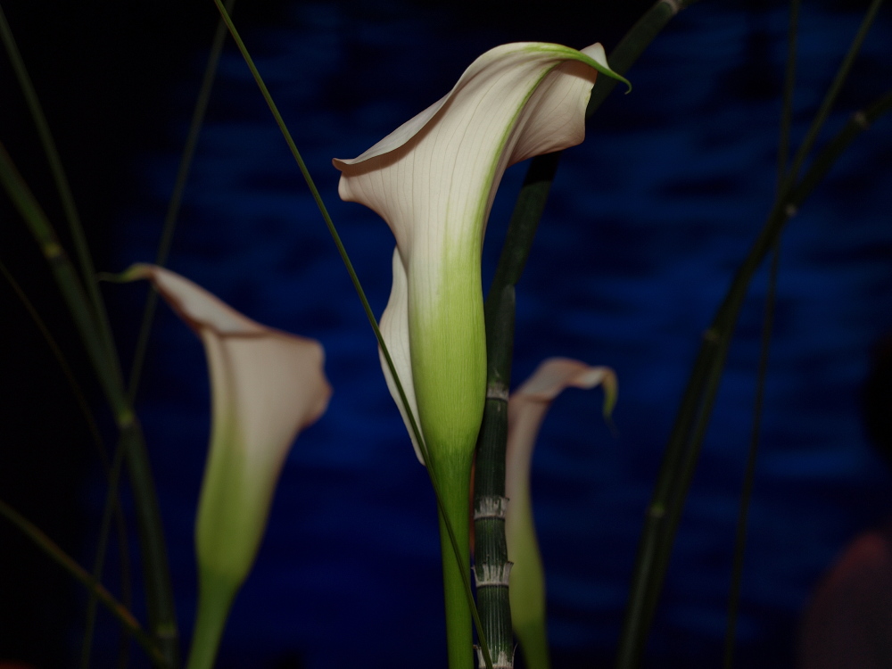 schöne Blüte