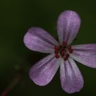 Schöne Blüte