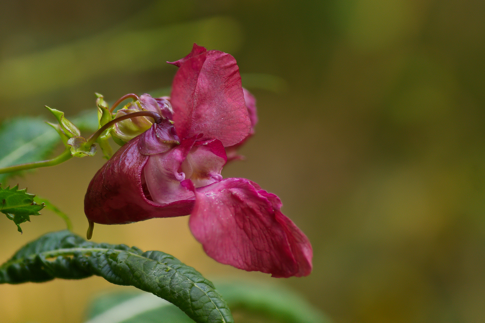 Schöne Blüte