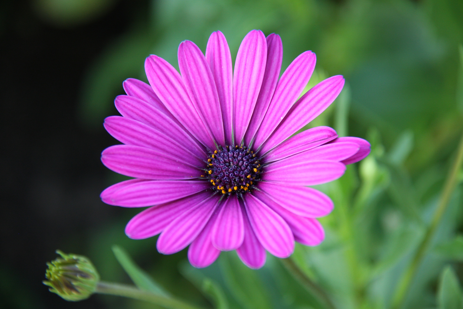 Schöne Blüte Foto & Bild | pflanzen, pilze & flechten, natur Bilder auf