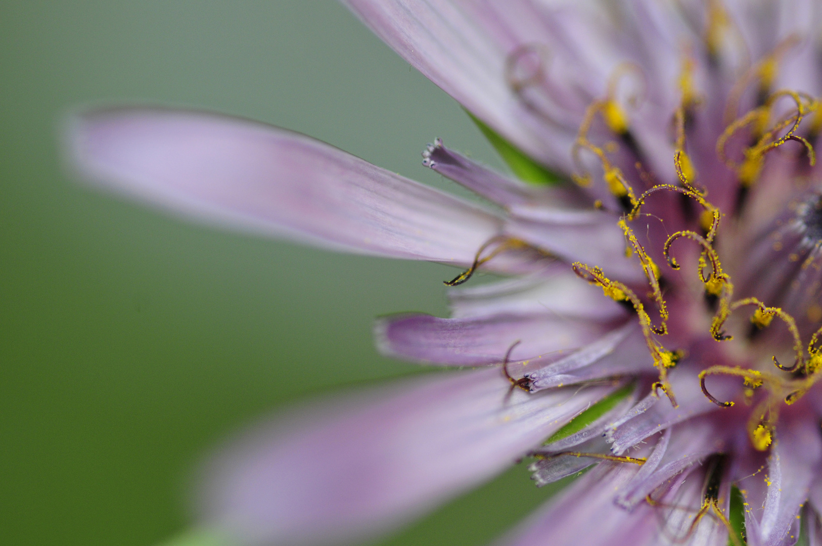 Schöne Blüte