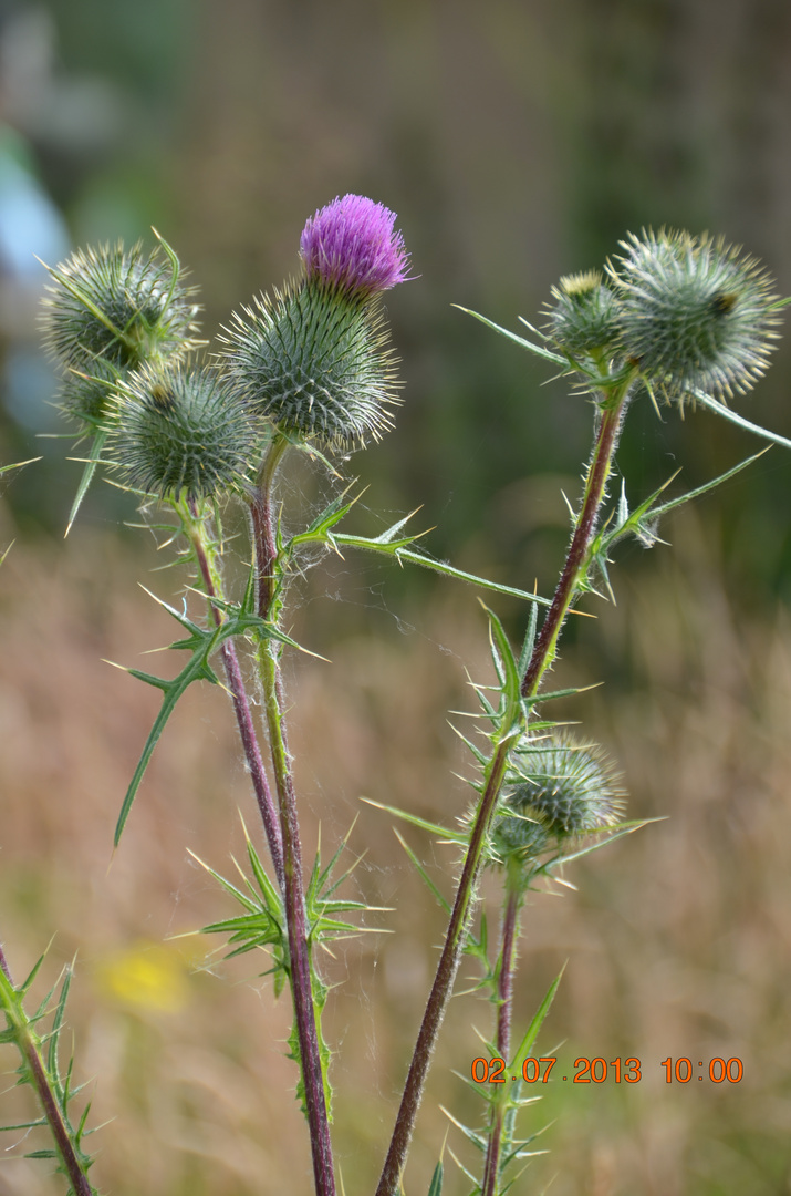 Schöne Blüte