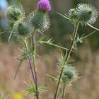 Schöne Blüte