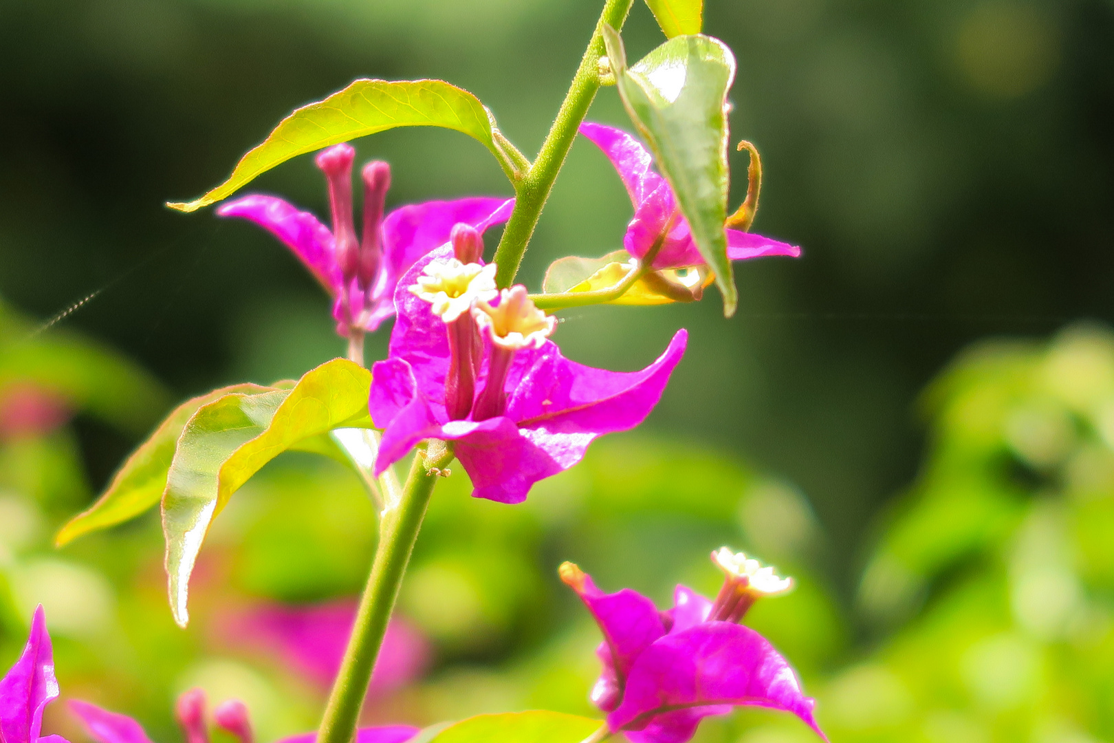 schoene Blüte