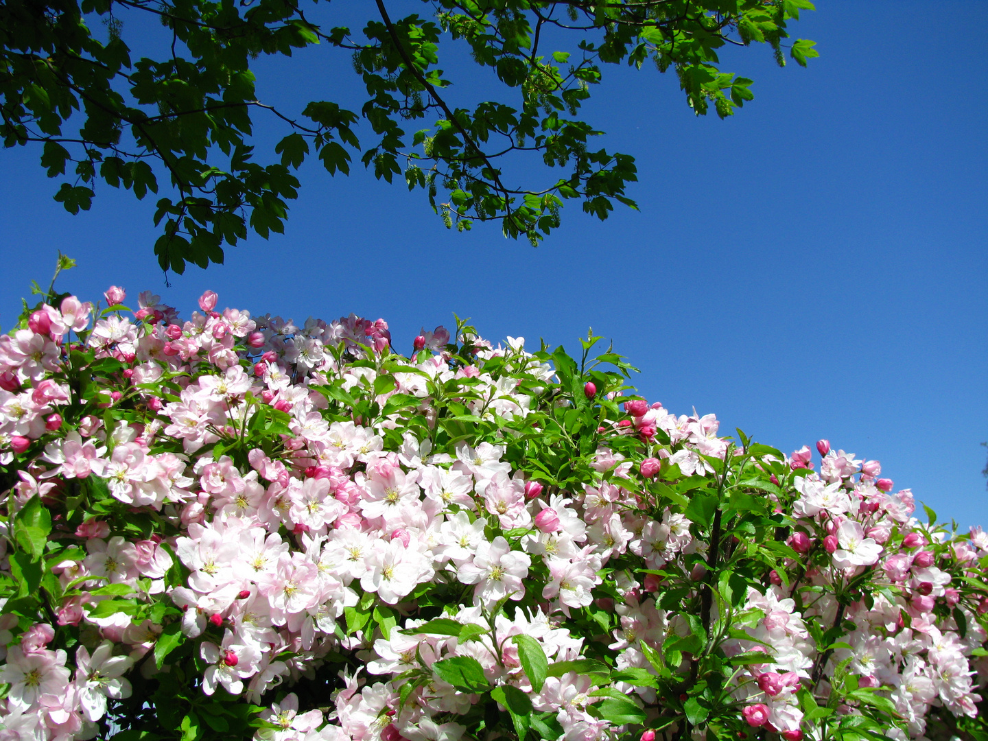 Schöne Blüte.