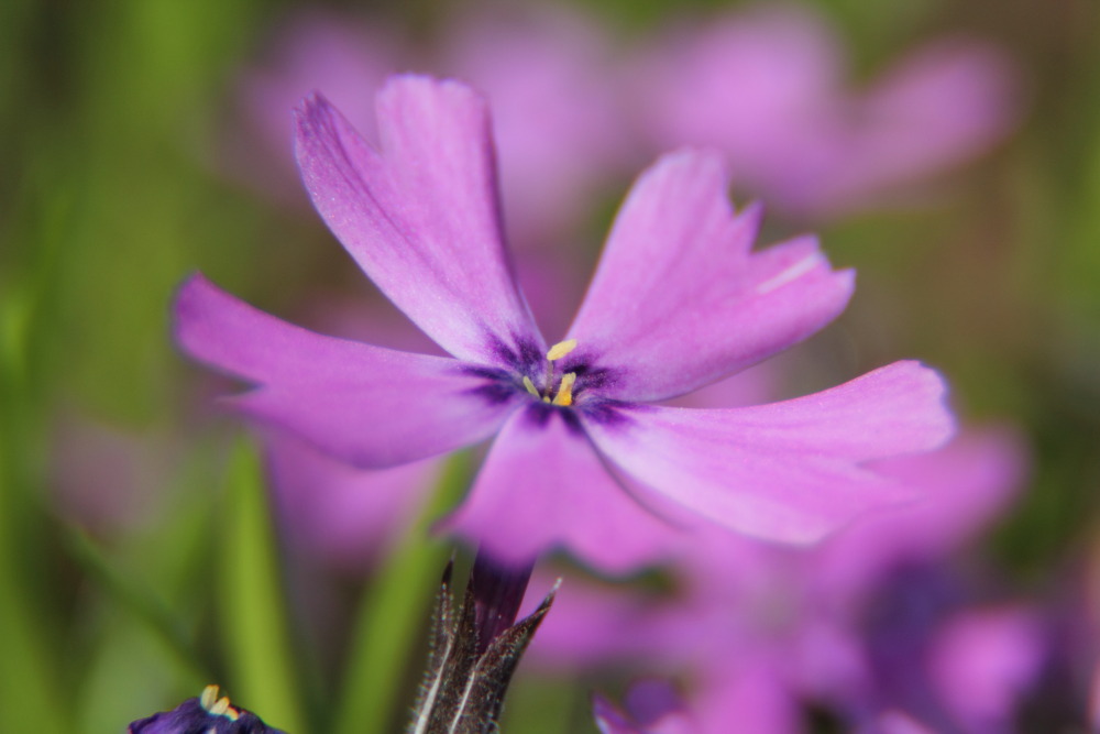 Schöne Blüte