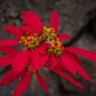 Schöne Blüte auf La Palma