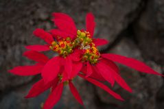 Schöne Blüte auf La Palma