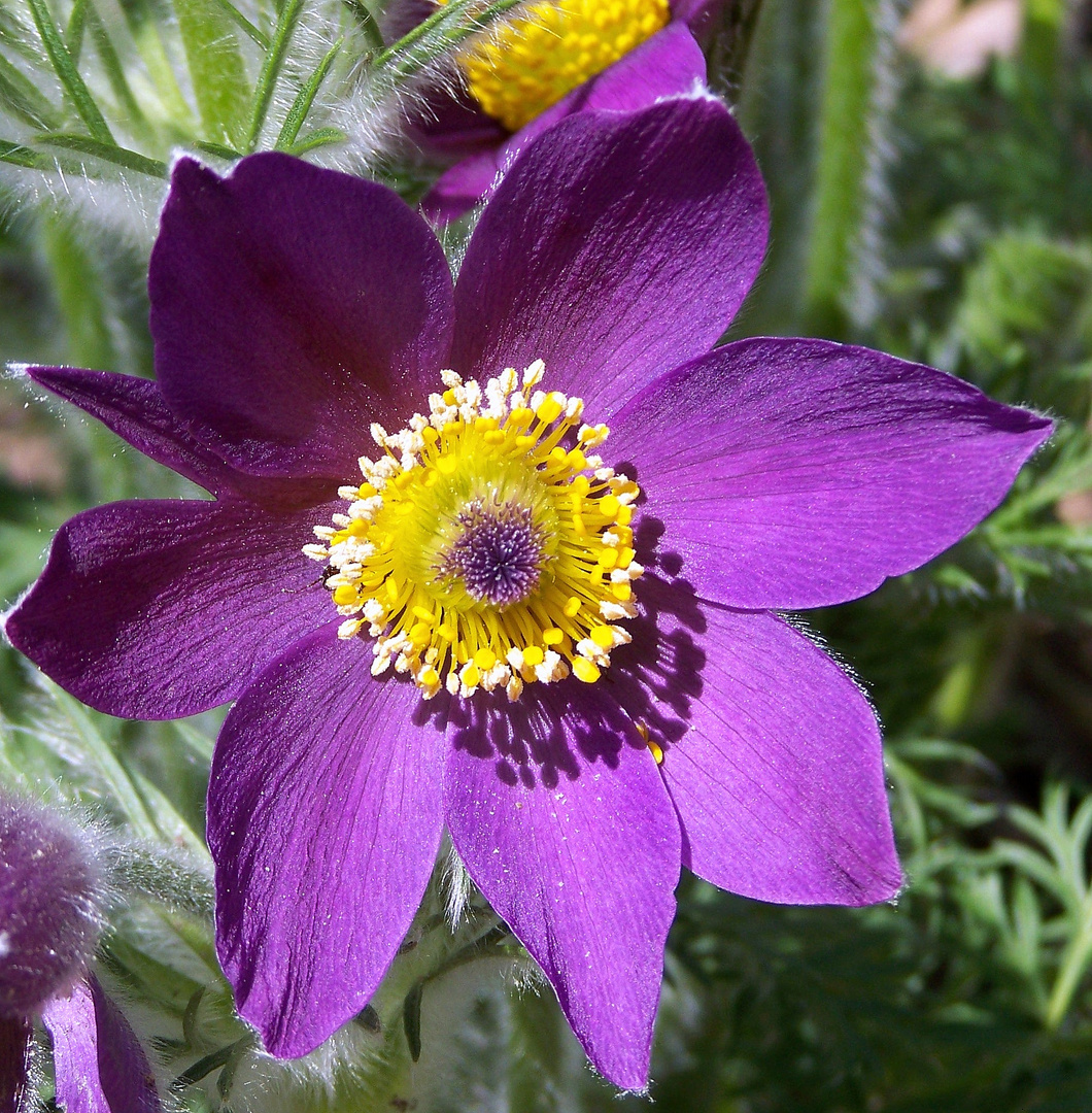 Schöne Blüte