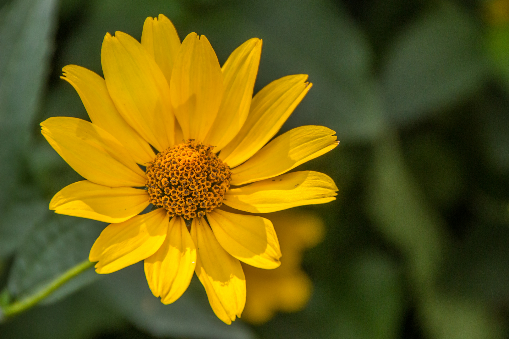 Schöne Blüte